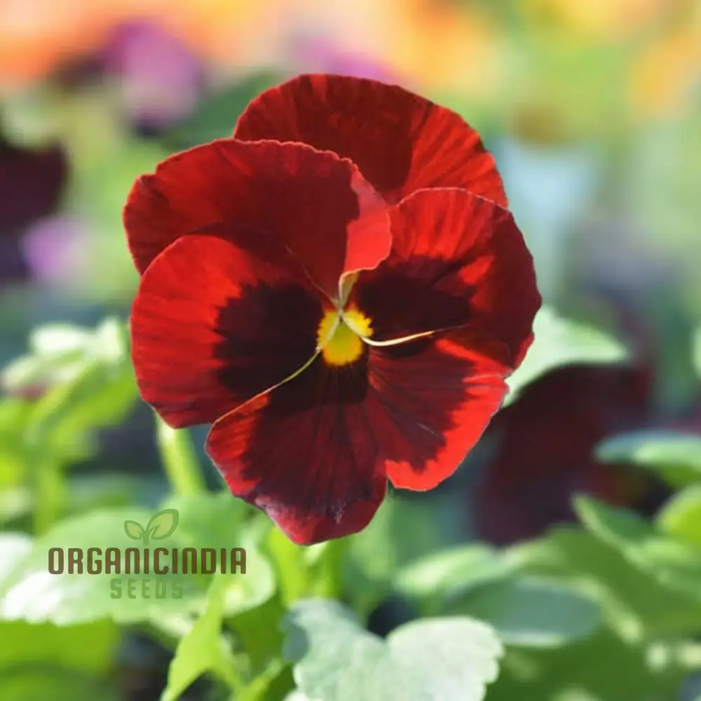 Pansy F1 Scarlet Red Blotch Flower Seeds - Rich and Vibrant Blooms for Elegant Garden Displays - Image 3