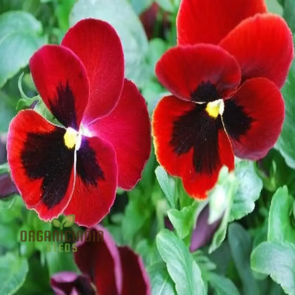 Pansy F1 Scarlet Red Blotch Flower Seeds - Rich and Vibrant Blooms for Elegant Garden Displays - Image 4
