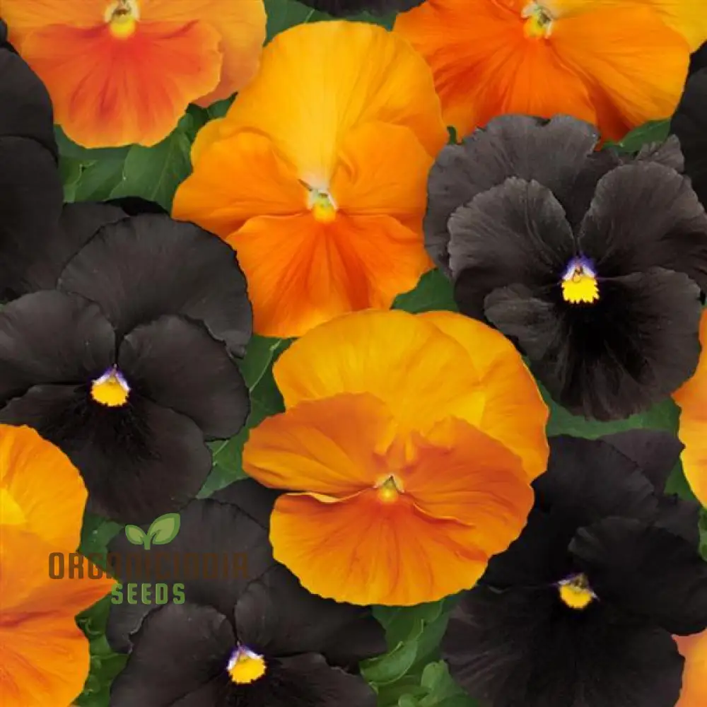 Pansy Halloween Black and Frizzle Sizzle Orange Mixed Flower Seeds for Planting, Premium High Quality Flower Seeds