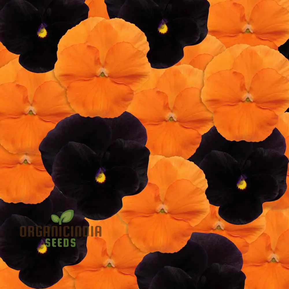 Pansy Halloween Black and Frizzle Sizzle Orange Mixed Flower Seeds for Planting, Premium High Quality Flower Seeds - Image 3