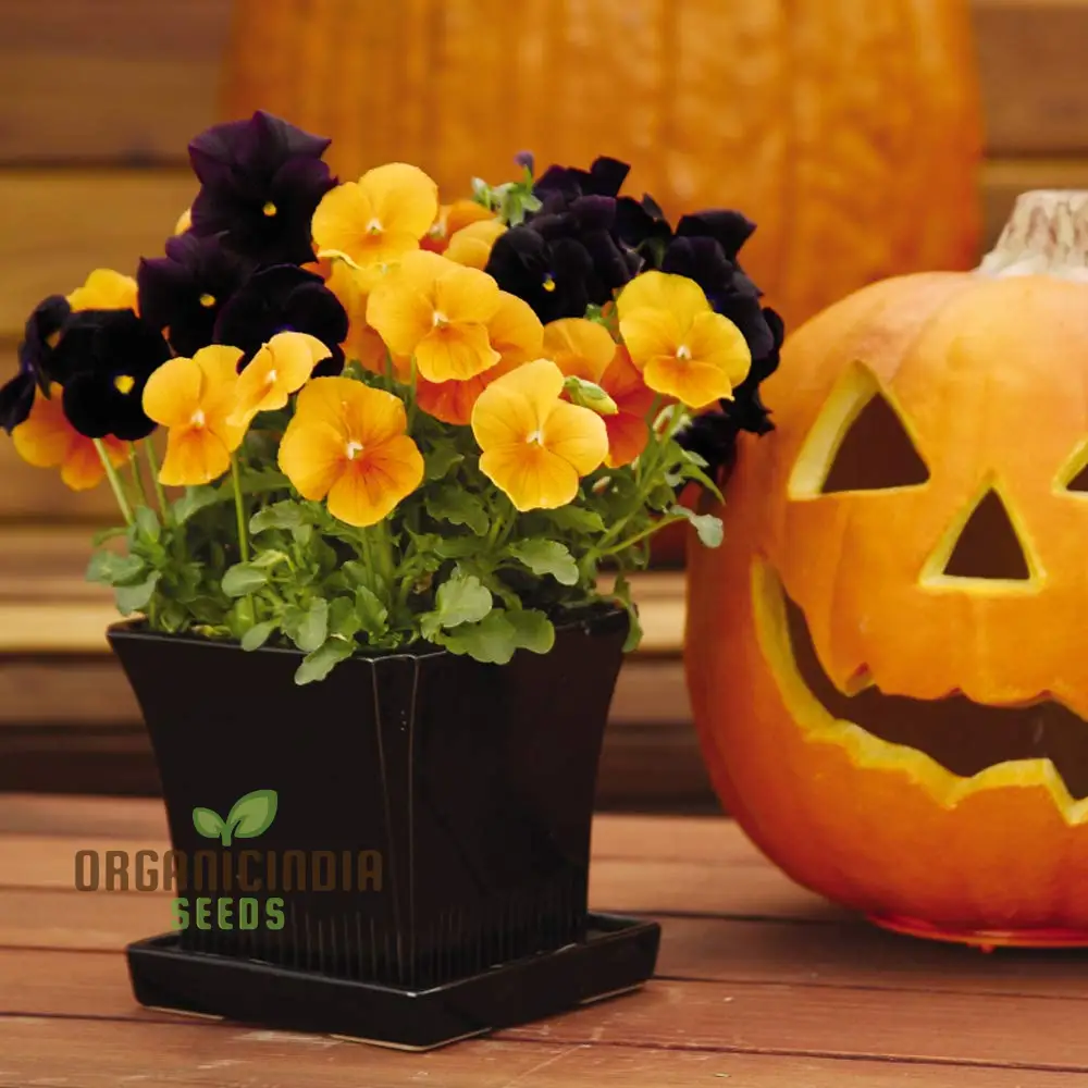 Pansy Halloween Black and Frizzle Sizzle Orange Mixed Flower Seeds for Planting, Premium High Quality Flower Seeds - Image 4