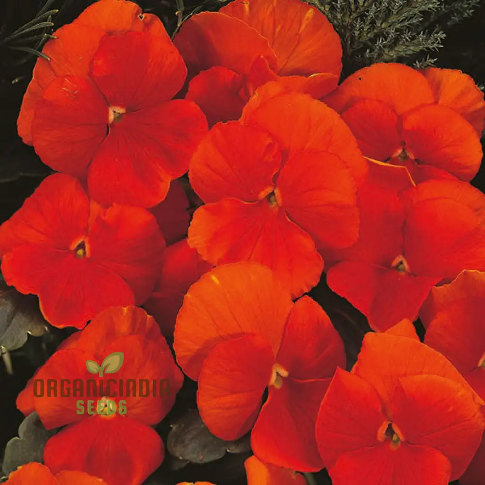 Pansy Padparadja F2 Seeds - Grow Unique and Striking Orange Pansies in Your Garden - Image 3