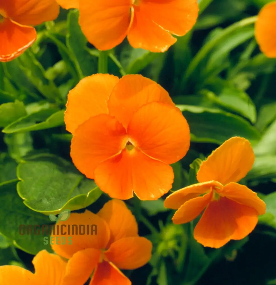 Pansy Padparadja F2 Seeds - Grow Unique and Striking Orange Pansies in Your Garden - Image 4