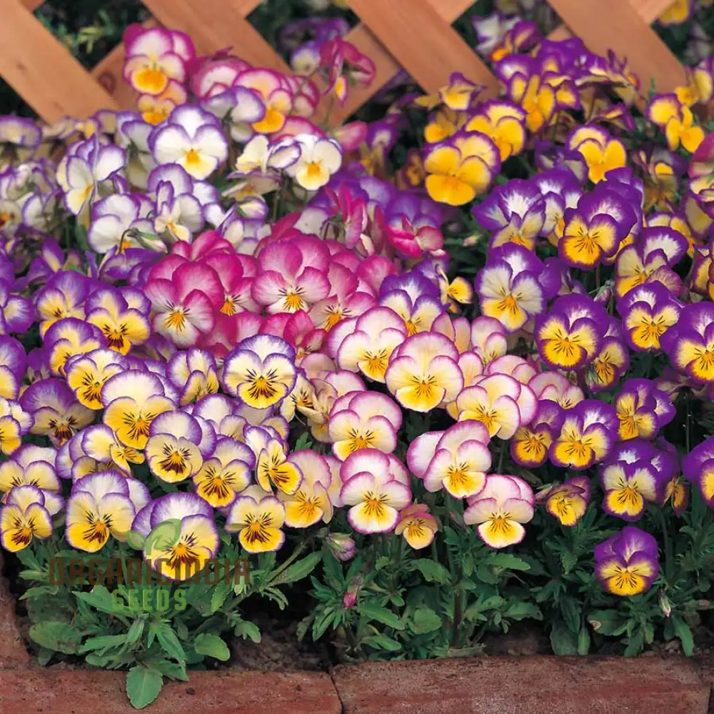 Pansy Ultima Radiance Mix F1 Seeds - Grow Radiant and Colorful Pansies in Your Garden