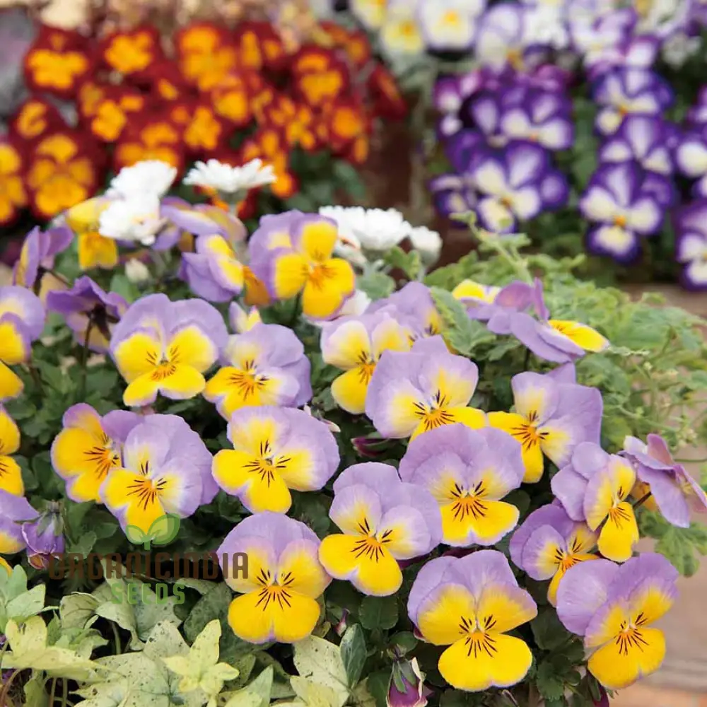 Pansy Ultima Radiance Mix F1 Seeds - Grow Radiant and Colorful Pansies in Your Garden - Image 3