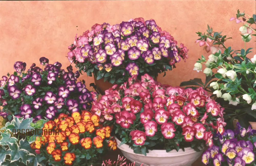 Pansy Ultima Radiance Mix F1 Seeds - Grow Radiant and Colorful Pansies in Your Garden - Image 4