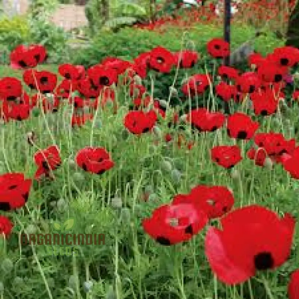 Papaver Commutatum 'Ladybird' Seeds for Vibrant Garden Blooms | Hardy Annual Flower Seeds for Seasonal Gardening Enthusiasts