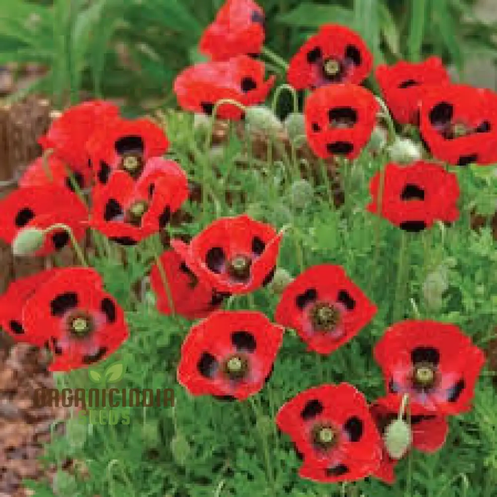 Papaver Commutatum 'Ladybird' Seeds for Vibrant Garden Blooms | Hardy Annual Flower Seeds for Seasonal Gardening Enthusiasts - Image 3