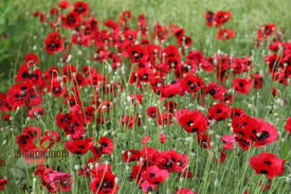 Papaver Commutatum 'Ladybird' Seeds for Vibrant Garden Blooms | Hardy Annual Flower Seeds for Seasonal Gardening Enthusiasts - Image 4