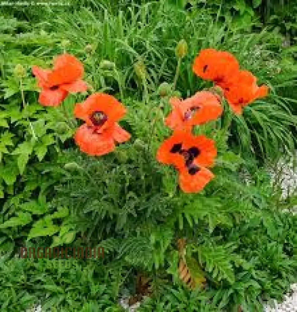 PAPAVER ORIENTALE 'BRILLIANT' Seeds for Vibrant Garden Blooms | Hardy Perennial Flower Seeds for Stunning Gardening Projects