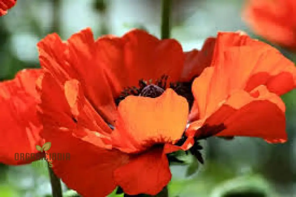 PAPAVER ORIENTALE 'BRILLIANT' Seeds for Vibrant Garden Blooms | Hardy Perennial Flower Seeds for Stunning Gardening Projects - Image 3