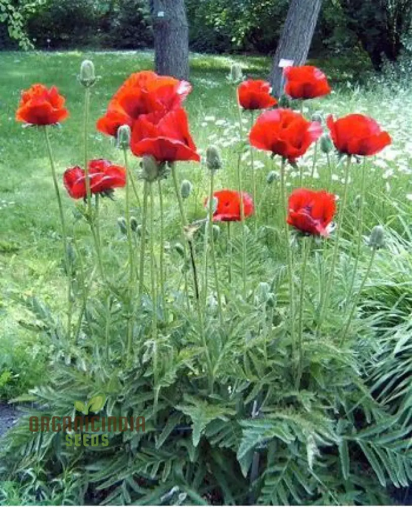 PAPAVER ORIENTALE 'BRILLIANT' Seeds for Vibrant Garden Blooms | Hardy Perennial Flower Seeds for Stunning Gardening Projects - Image 4