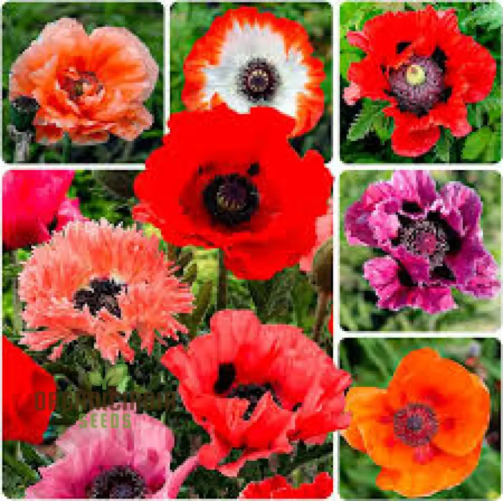 PAPAVER ORIENTALE 'NEW HYBRIDS' Seeds for Exquisite Garden Blooms - Premium Quality Seeds for Your Gardening Delight