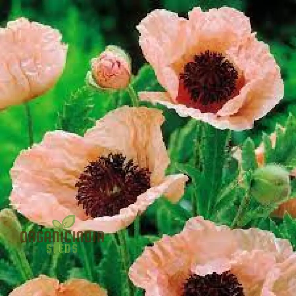 PAPAVER ORIENTALE 'NEW HYBRIDS' Seeds for Exquisite Garden Blooms - Premium Quality Seeds for Your Gardening Delight - Image 3