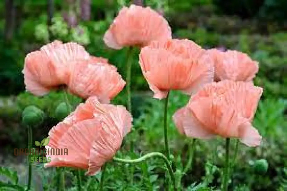 PAPAVER ORIENTALE 'NEW HYBRIDS' Seeds for Exquisite Garden Blooms - Premium Quality Seeds for Your Gardening Delight - Image 4