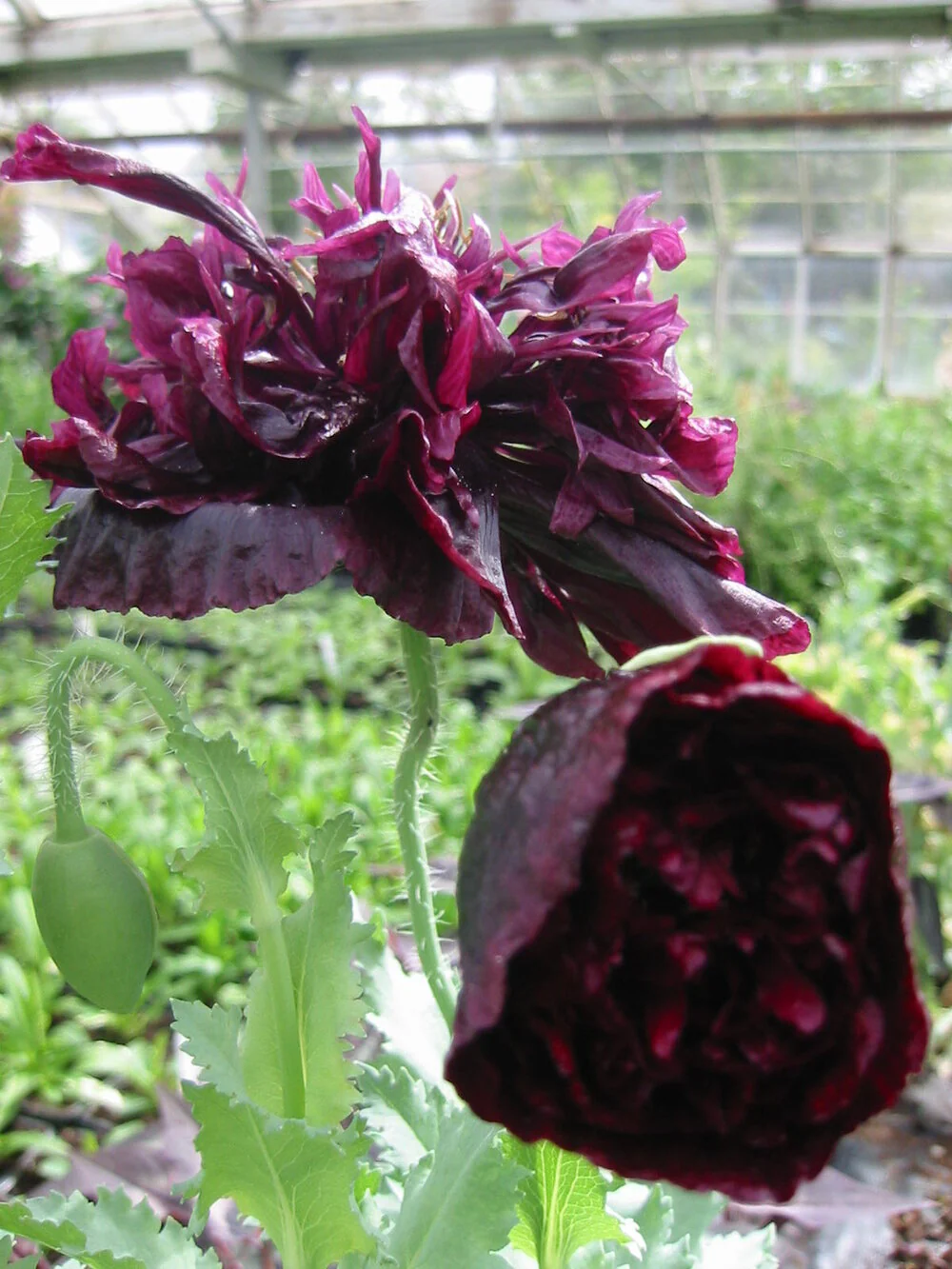 Papaver Paeoniflorin Black Peony Seeds – Elegant Black Poppy Blooms for Garden - Image 3