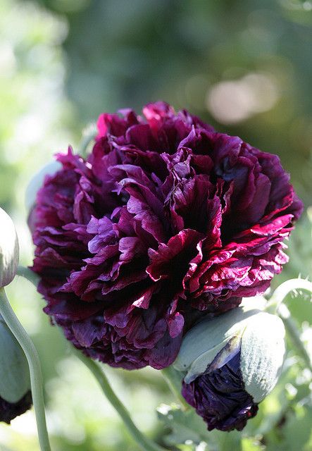 Papaver Paeoniflorin Black Peony Seeds – Elegant Black Poppy Blooms for Garden - Image 4