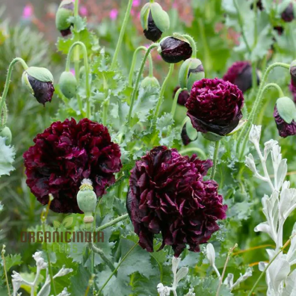 Papaver Paeoniflorin Black Peony Poppy Seeds - Grow Elegant Dark Blooms