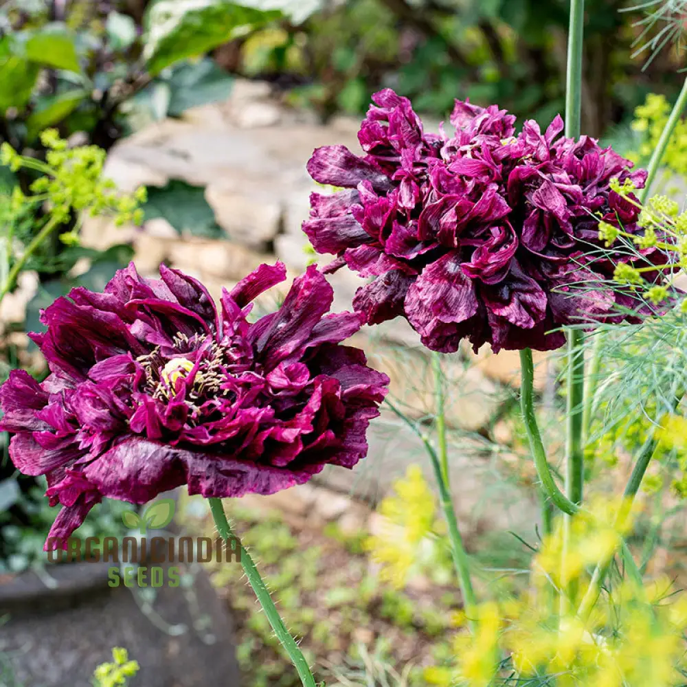 Papaver Paeoniflorin Black Peony Poppy Seeds - Grow Elegant Dark Blooms - Image 3