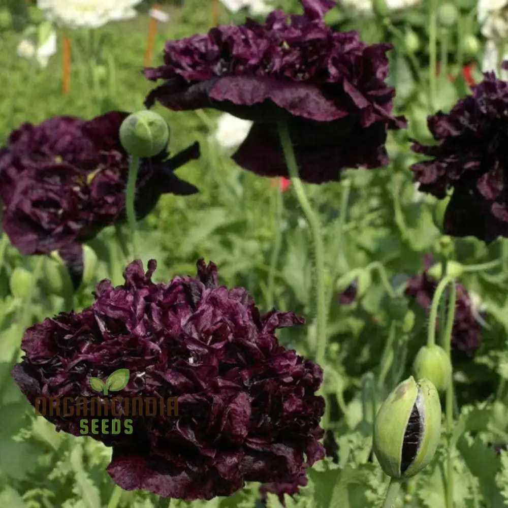 Papaver Paeoniflorin Black Peony Poppy Seeds - Grow Elegant Dark Blooms - Image 4