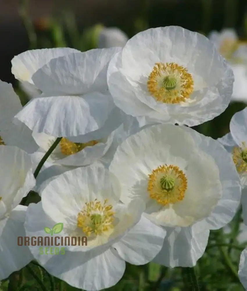 Papaver (Poppy Seeds) Bridal Silk Flower Seeds for Planting- Grow Elegant and Delicate Bridal Silk Poppies in Your Garden