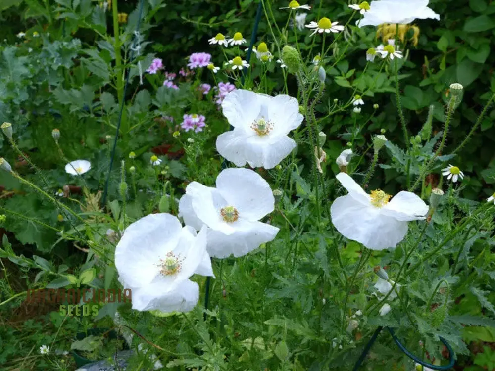 Papaver (Poppy Seeds) Bridal Silk Flower Seeds for Planting- Grow Elegant and Delicate Bridal Silk Poppies in Your Garden - Image 3
