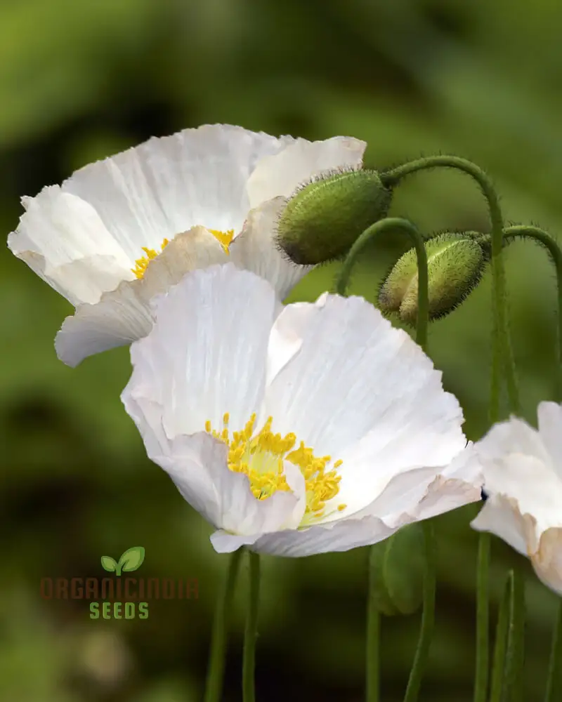 Papaver (Poppy Seeds) Bridal Silk Flower Seeds for Planting- Grow Elegant and Delicate Bridal Silk Poppies in Your Garden - Image 4