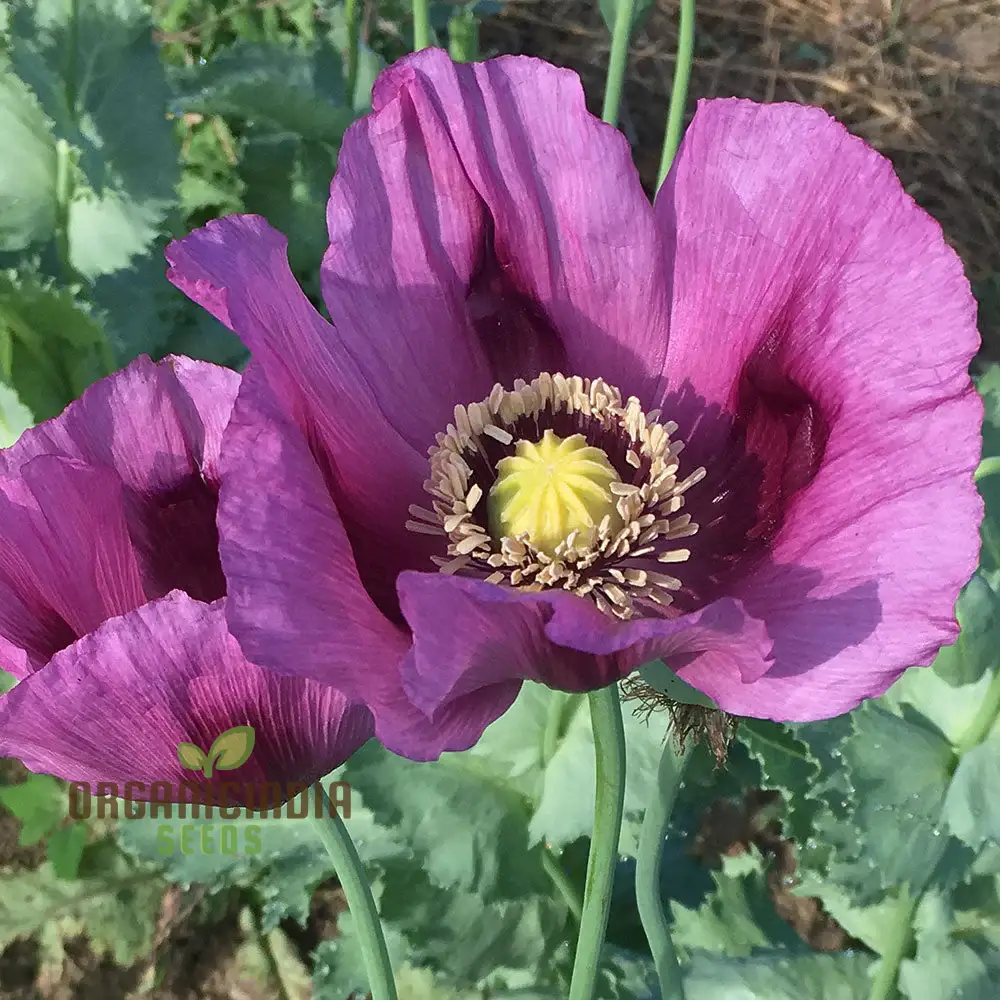 Hungarian Blue Poppy Seeds – Papaver Variety for Vibrant Garden Blooms