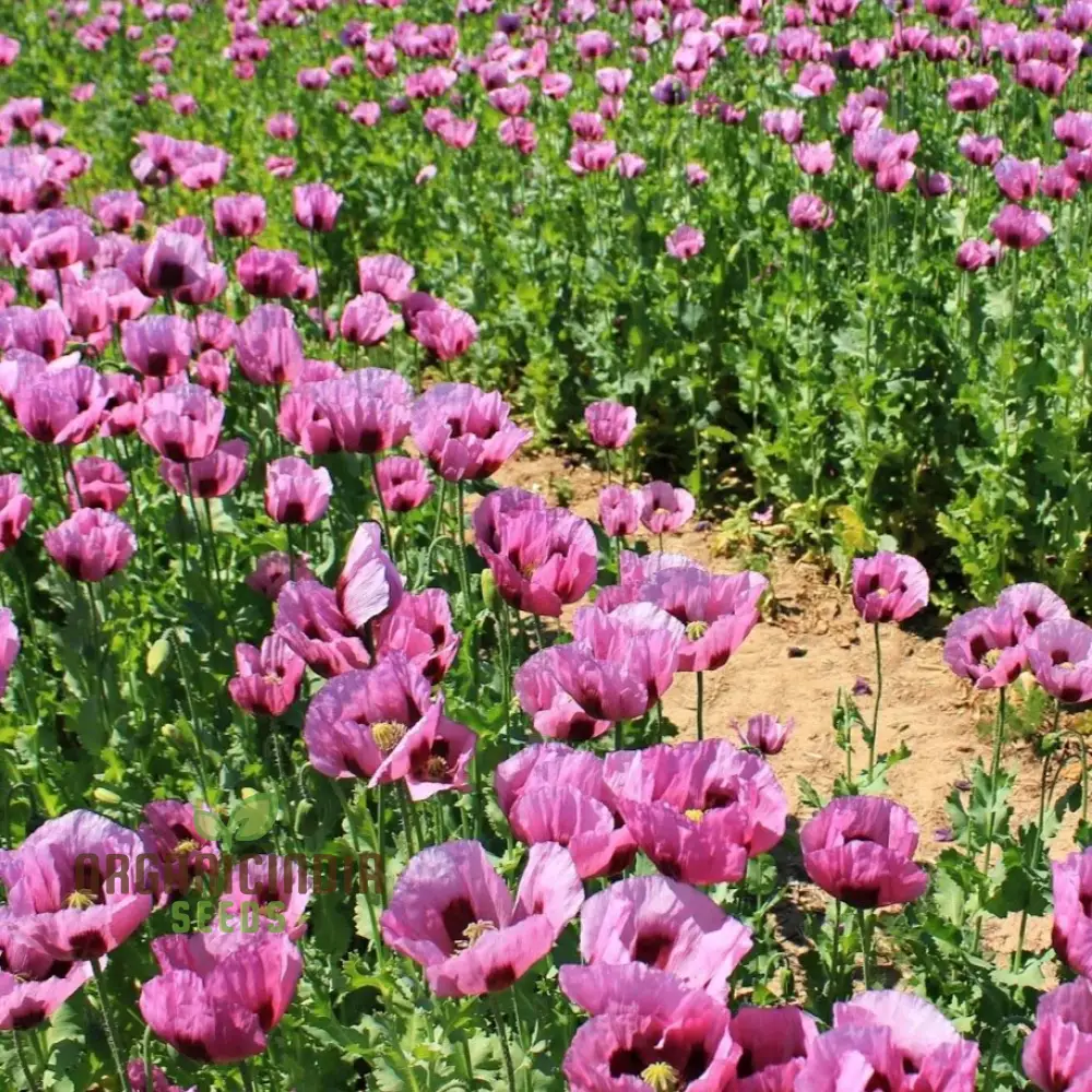 Hungarian Blue Poppy Seeds – Papaver Variety for Vibrant Garden Blooms - Image 3