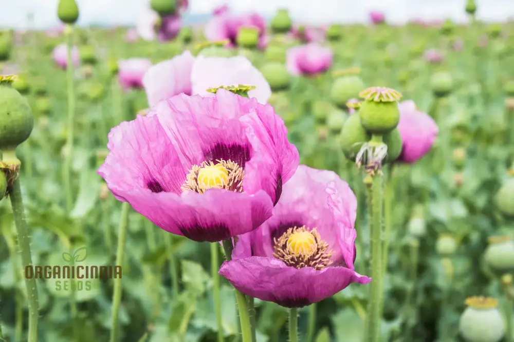 Hungarian Blue Poppy Seeds – Papaver Variety for Vibrant Garden Blooms - Image 4
