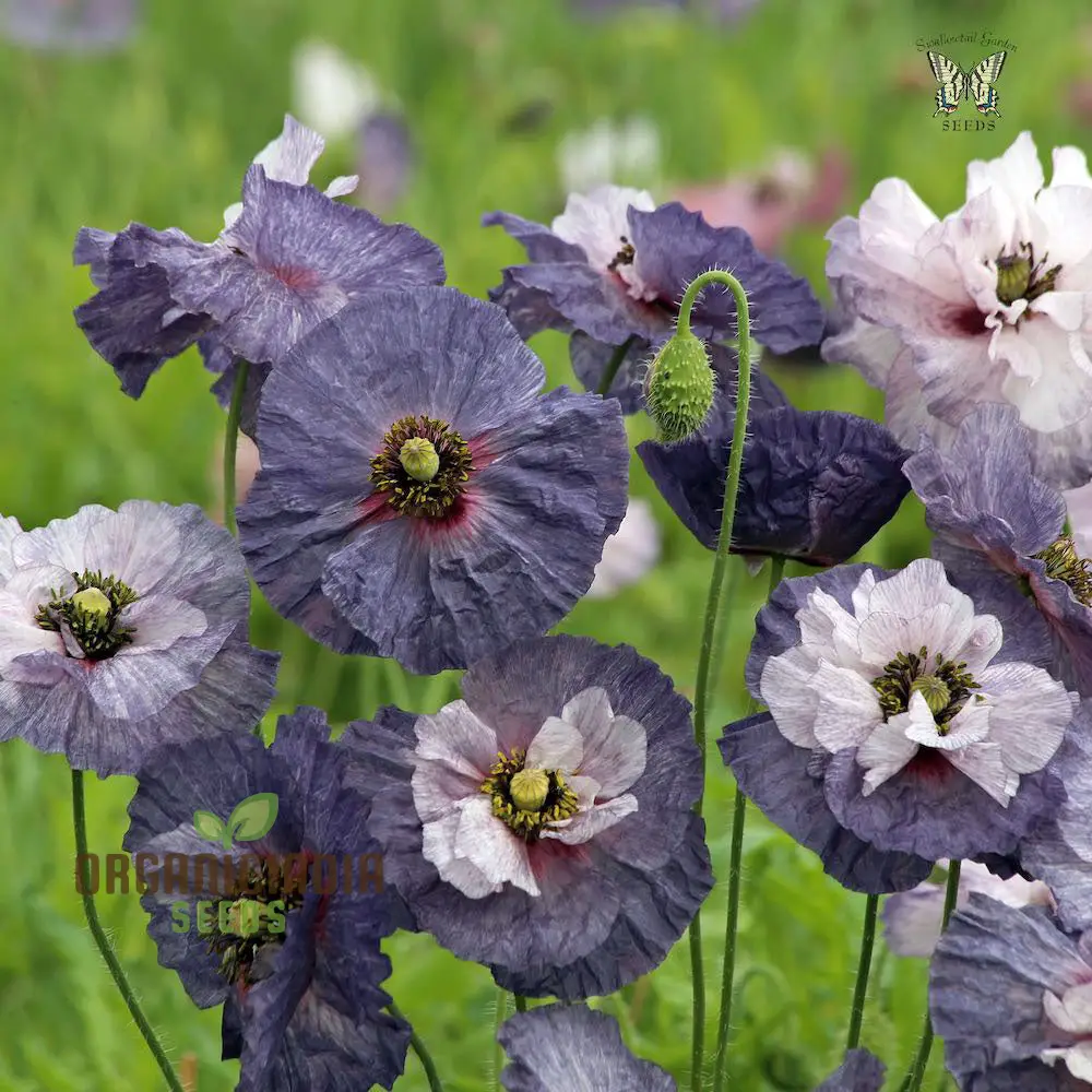 Papaver (Poppy Seeds) Rhoeas Amazing Grey - Grow Beautiful and Unique Grey Poppy Flowers in Your Garden