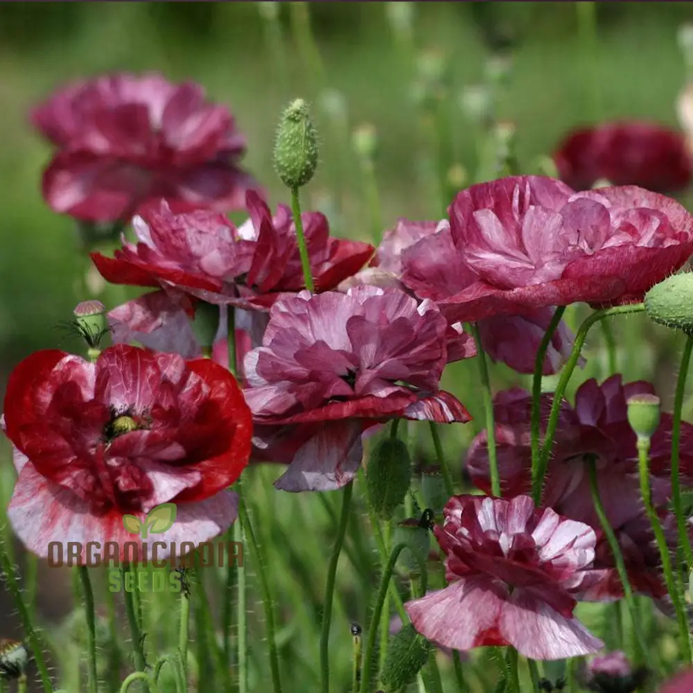 Papaver (Poppy Seeds) Rhoeas Pandora Flower Seeds for Planting-Grow Charming and Colorful Pandora Poppy Flowers in Your Garden