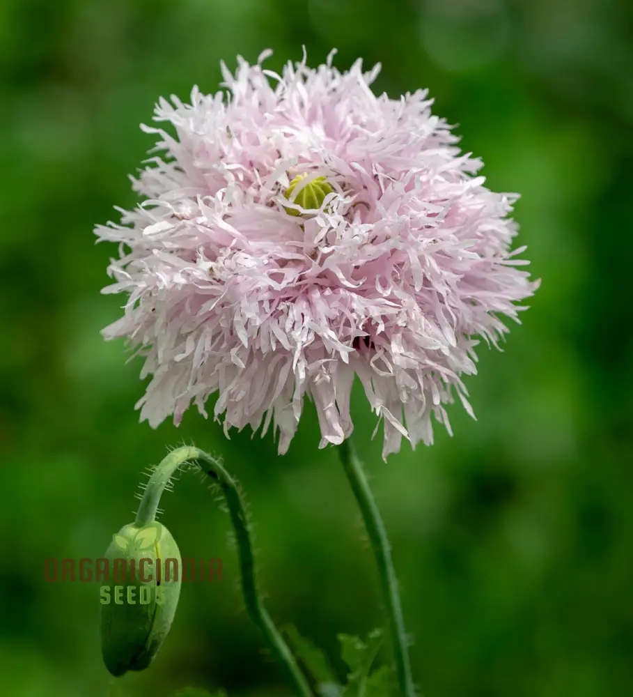 Papaver (Poppy Seeds) Somniferum Lilac Pom Pom - Grow Lovely Lilac Pom Pom Poppy Flowers in Your Garden