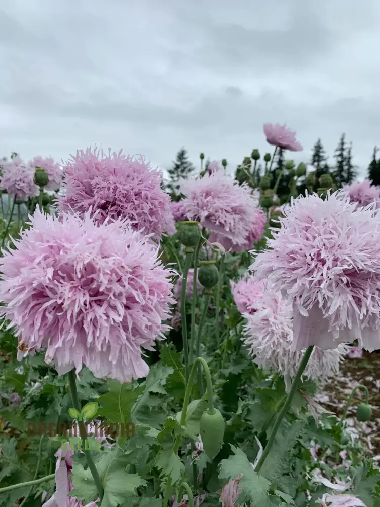 Papaver (Poppy Seeds) Somniferum Lilac Pom Pom - Grow Lovely Lilac Pom Pom Poppy Flowers in Your Garden - Image 3