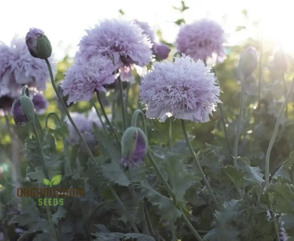 Papaver (Poppy Seeds) Somniferum Lilac Pom Pom - Grow Lovely Lilac Pom Pom Poppy Flowers in Your Garden - Image 4