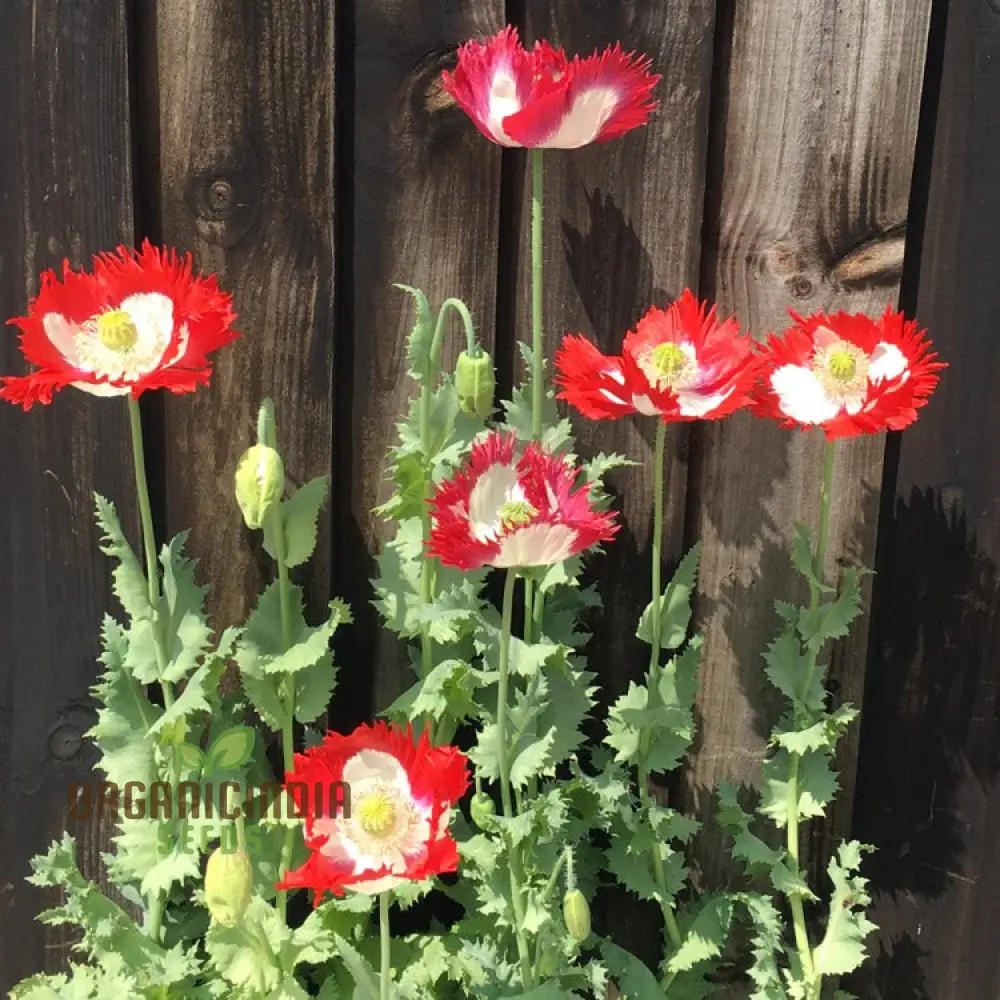 Papaver (Poppy Seeds) Victoria Cross - Grow Beautiful and Striking Victoria Cross Poppy Flowers in Your Garden