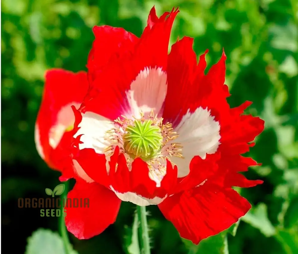 Papaver (Poppy Seeds) Victoria Cross - Grow Beautiful and Striking Victoria Cross Poppy Flowers in Your Garden - Image 3