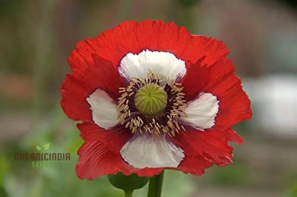 Papaver (Poppy Seeds) Victoria Cross - Grow Beautiful and Striking Victoria Cross Poppy Flowers in Your Garden - Image 4