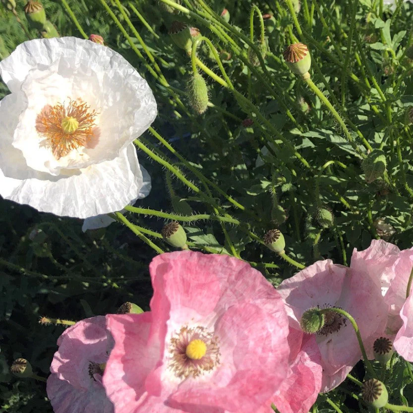 PAPAVER RHOEAS 'MOTHER OF PEARL' Seeds for Exquisite Garden Blooms - Premium Flower Seeds for Home Gardening Enthusiasts - Image 3