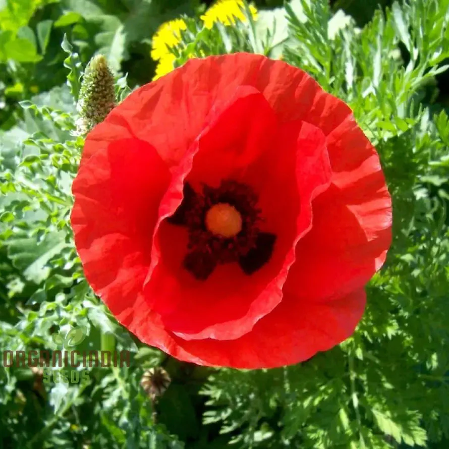 Papaver Rhoeas Seeds for Vibrant Garden Blooms, Annual Wildflower Seeds for Easy Gardening
