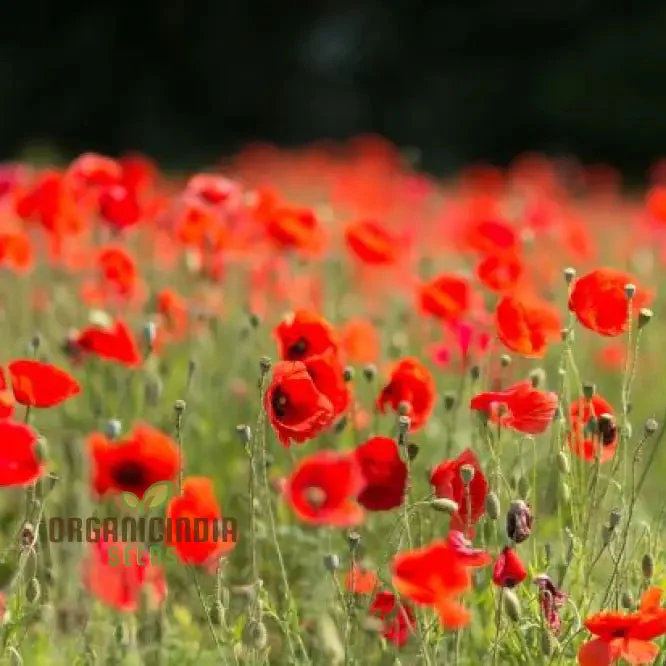 Papaver Rhoeas Seeds for Vibrant Garden Blooms, Annual Wildflower Seeds for Easy Gardening - Image 3