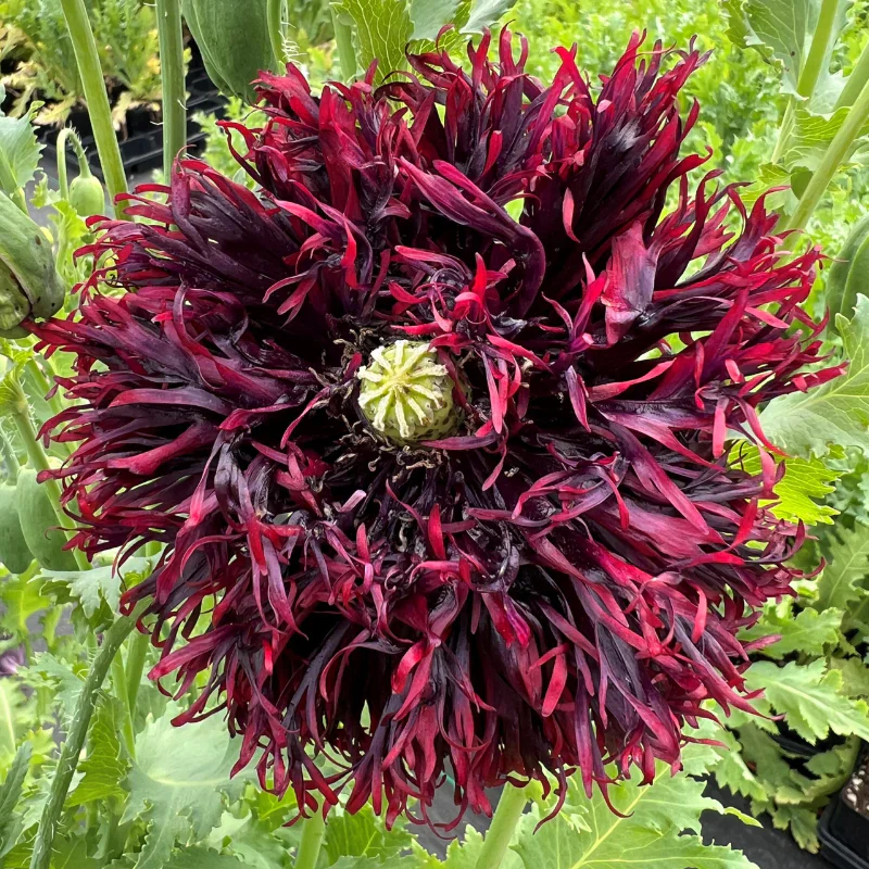 Papaver Somniferum 'Black Swan' Seeds for Stunning Garden Blooms | Rare Opium Poppy Variety for Gardening Enthusiasts