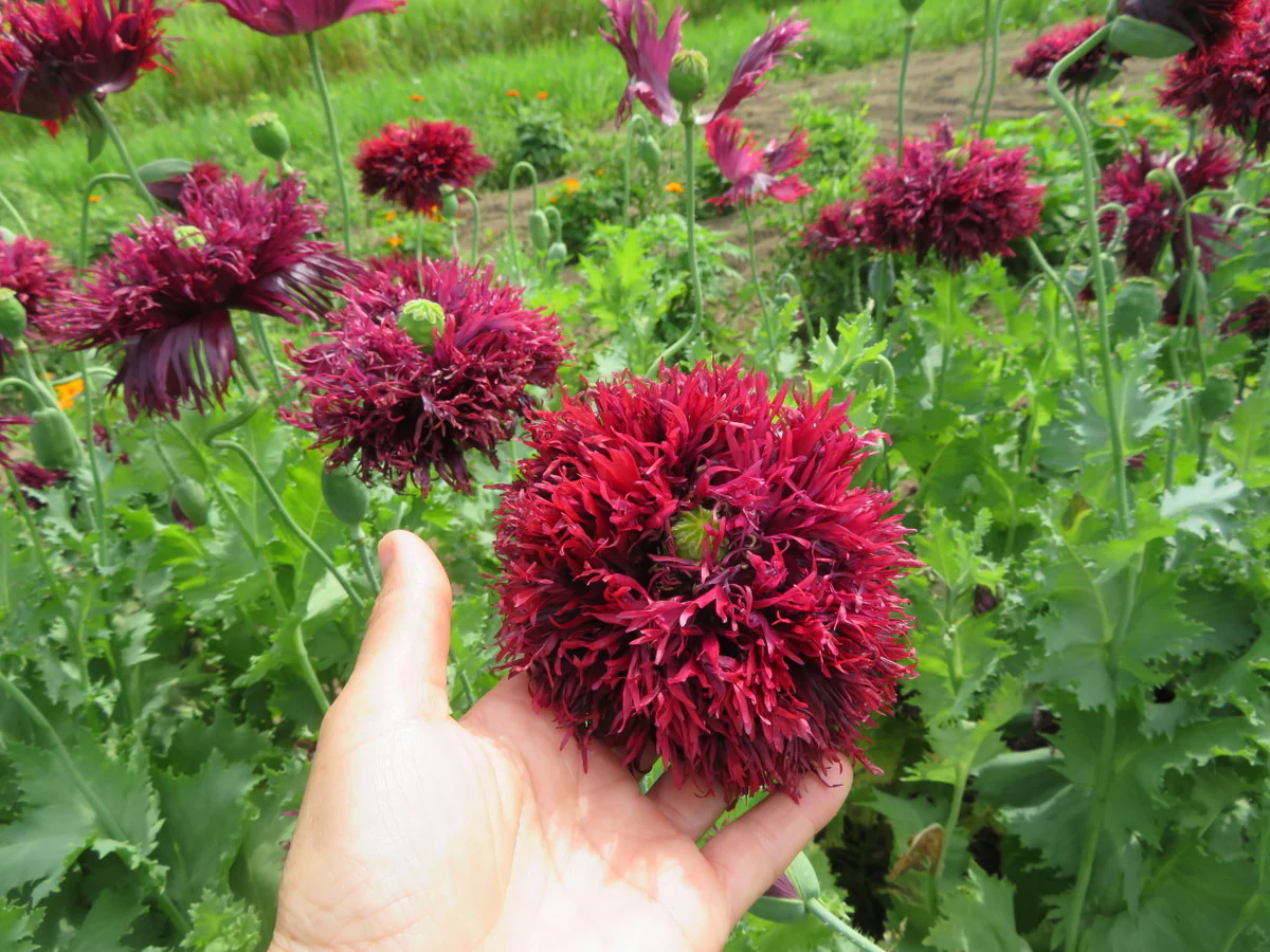 Papaver Somniferum 'Black Swan' Seeds for Stunning Garden Blooms | Rare Opium Poppy Variety for Gardening Enthusiasts - Image 3