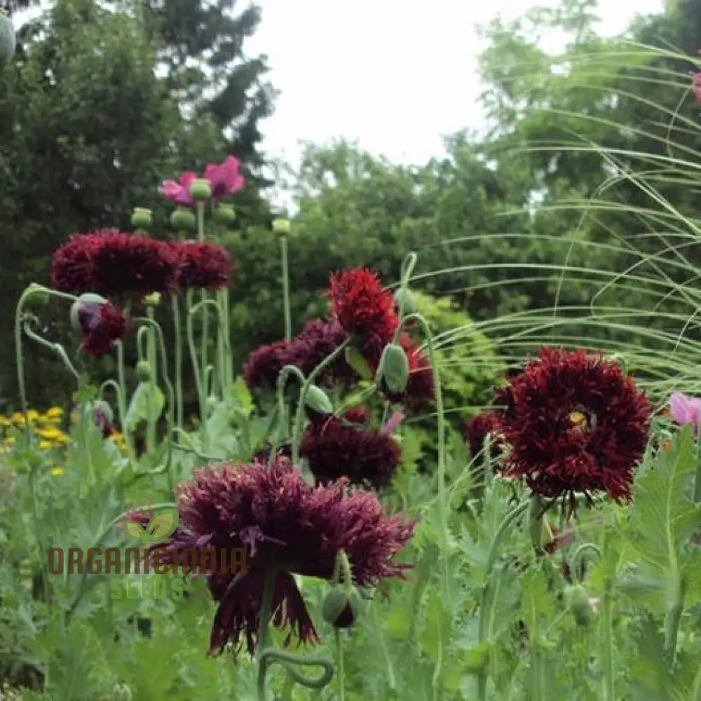 Papaver Somniferum 'Black Swan' Seeds for Stunning Garden Blooms | Rare Opium Poppy Variety for Gardening Enthusiasts - Image 4