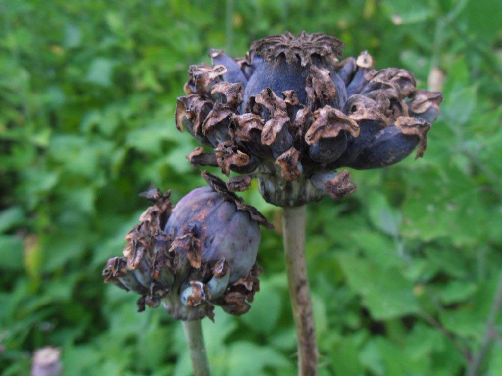 Papaver Somniferum 'Hens and Chickens' Seeds for Exquisite Garden Blooms | High-Quality Gardening Seeds - Image 2