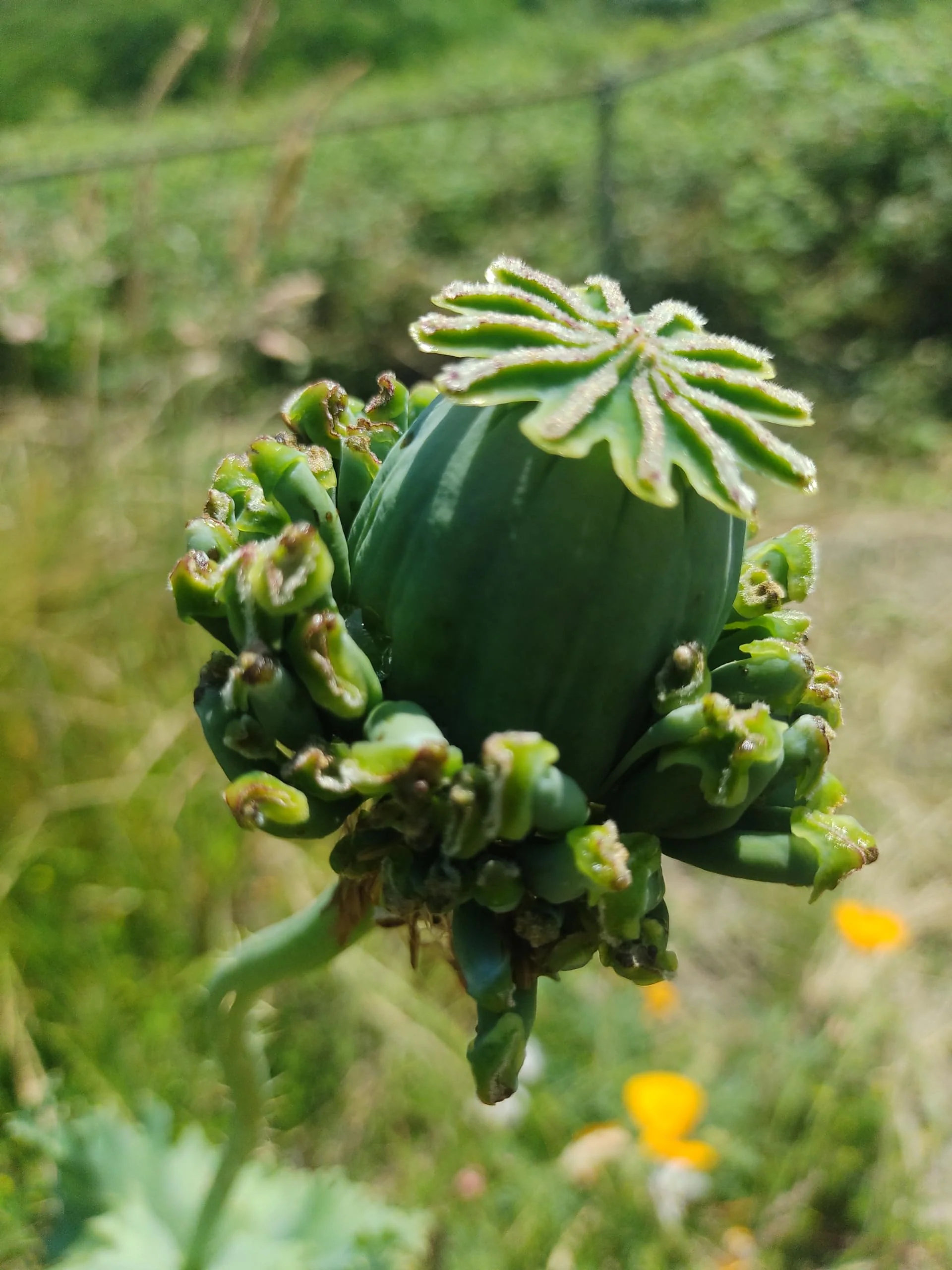 Papaver Somniferum 'Hens and Chickens' Seeds for Exquisite Garden Blooms | High-Quality Gardening Seeds - Image 3