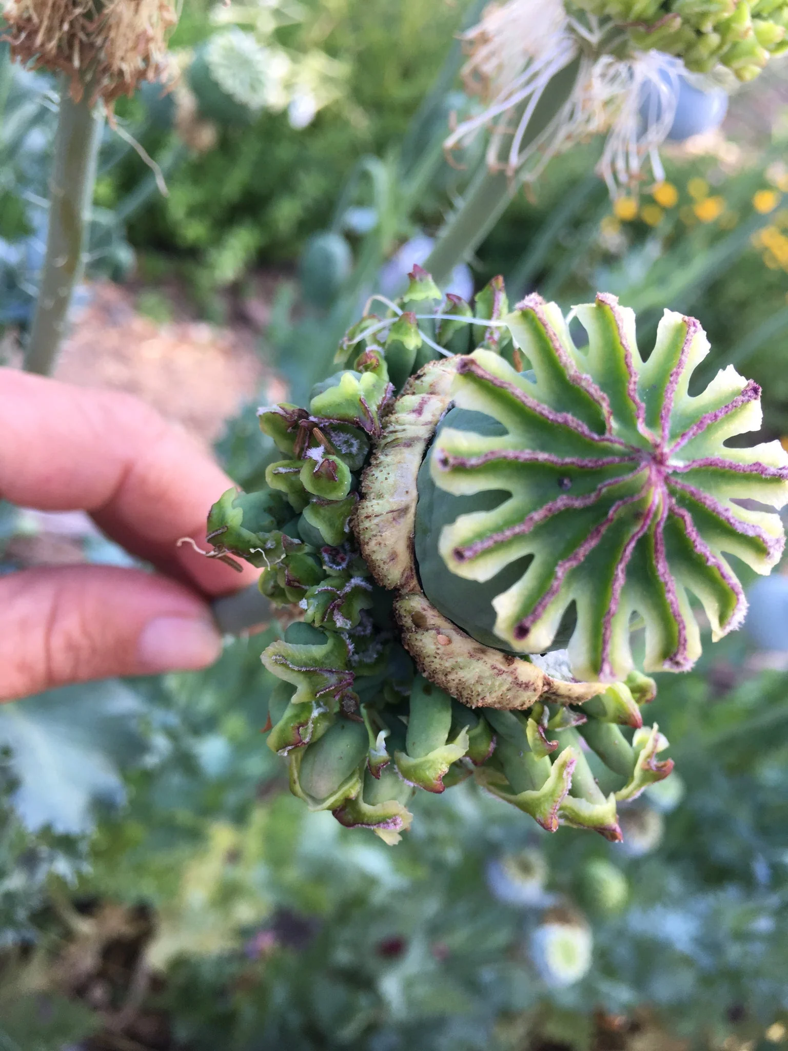 Papaver Somniferum 'Hens and Chickens' Seeds for Exquisite Garden Blooms | High-Quality Gardening Seeds - Image 4