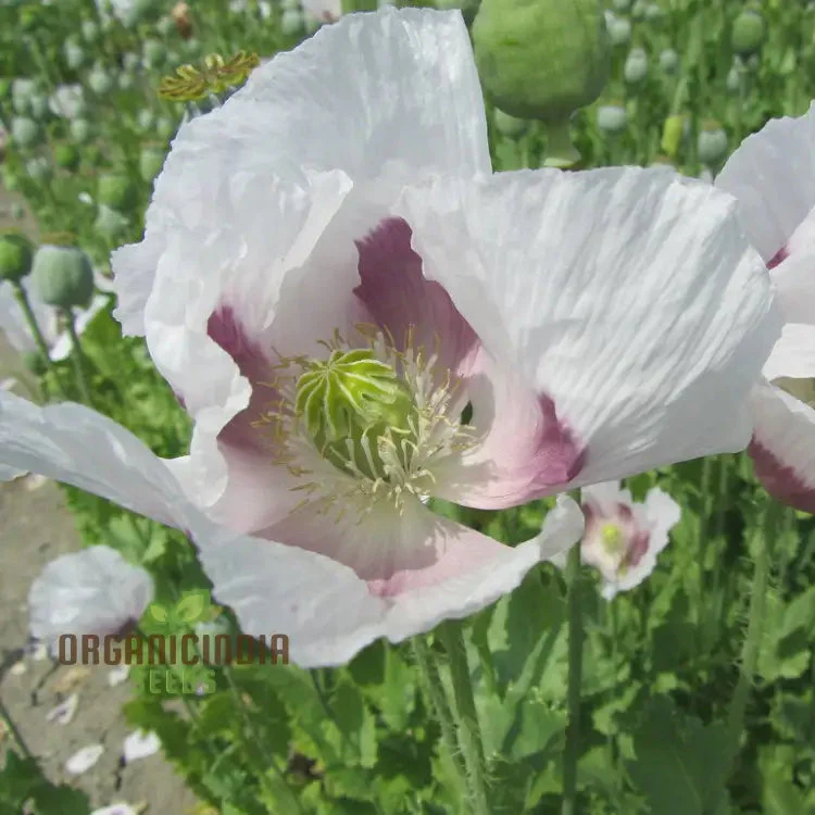 PAPAVER SOMNIFERUM 'MAANZAAD' Seeds - Premium Dutch Poppy Seeds for Beautiful Garden Blooms and Seed Collection