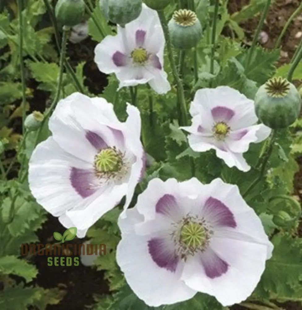 PAPAVER SOMNIFERUM 'MAANZAAD' Seeds - Premium Dutch Poppy Seeds for Beautiful Garden Blooms and Seed Collection - Image 3