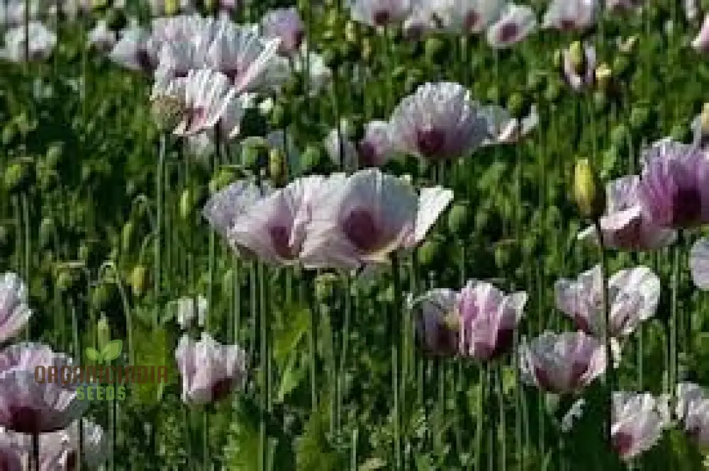 PAPAVER SOMNIFERUM 'MAANZAAD' Seeds - Premium Dutch Poppy Seeds for Beautiful Garden Blooms and Seed Collection - Image 4